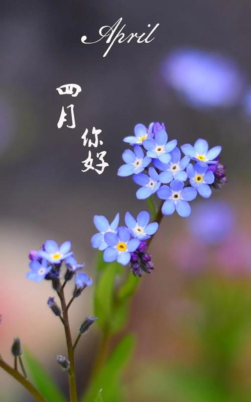 四月你好早安问候语（四月的清晨，初遇芬芳）