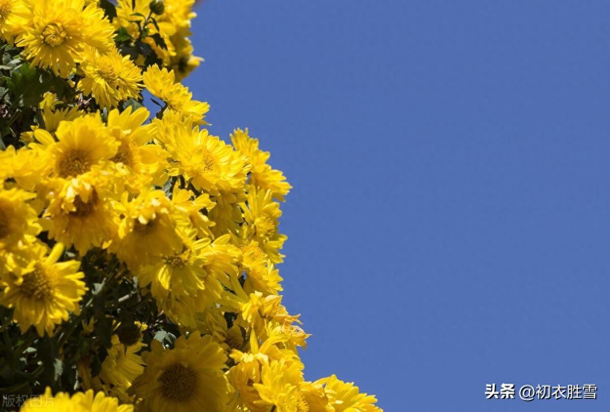 重阳节诗词名句五首赏析（九九是重阳，重阳菊散芳）