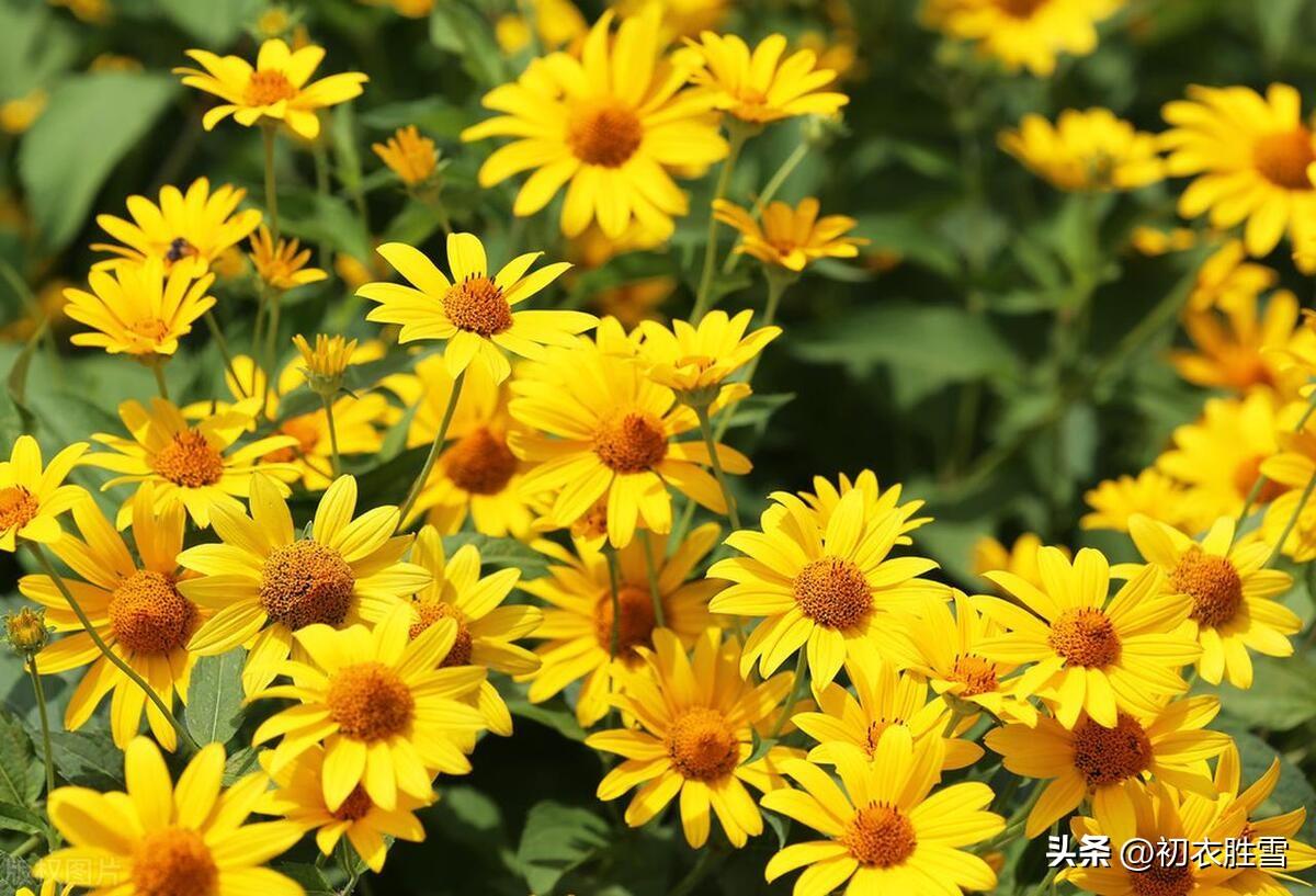 重阳节诗词名句五首赏析（九九是重阳，重阳菊散芳）