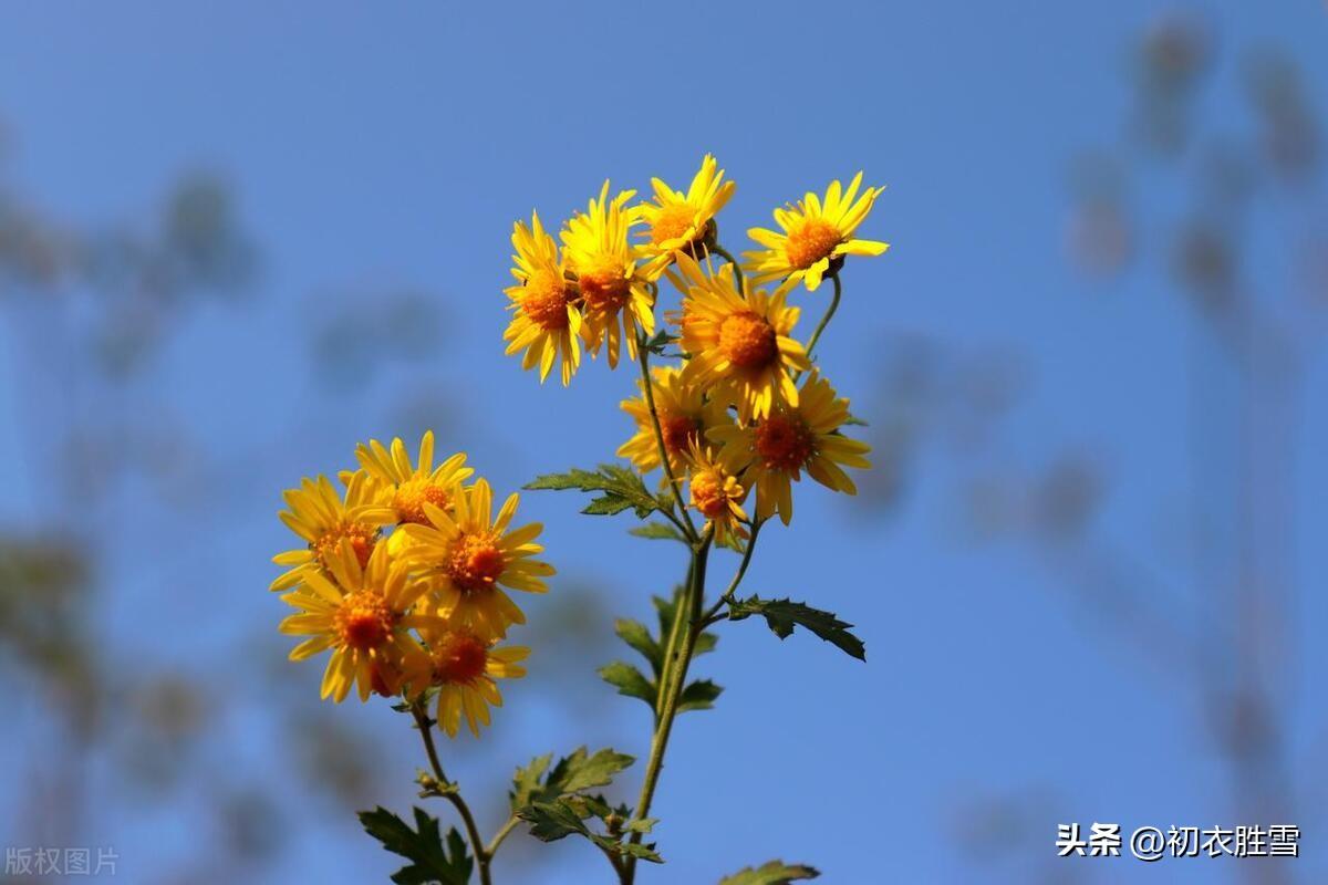 重阳节诗词名句五首赏析（九九是重阳，重阳菊散芳）