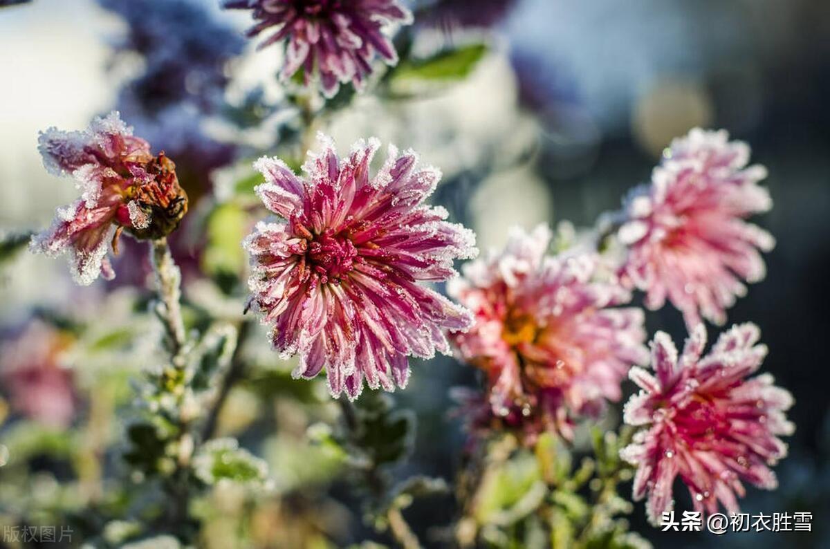 霜降节气诗词五首（霜降众芳歇，时菊生意饶）