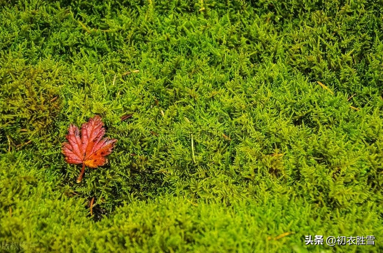 晚秋红绿色彩古诗六首（清新绿苔，绚烂红叶）