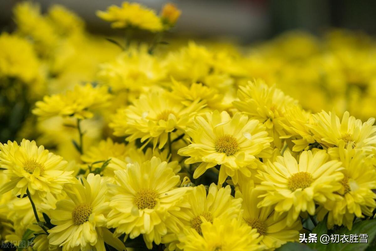 重阳日近秋光足，开遍闲庭帝女花（九月清美古诗五首）