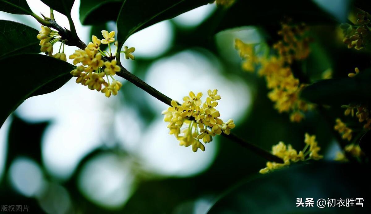 桂花五首古诗词（怕是秋天风露，染教世界都香）