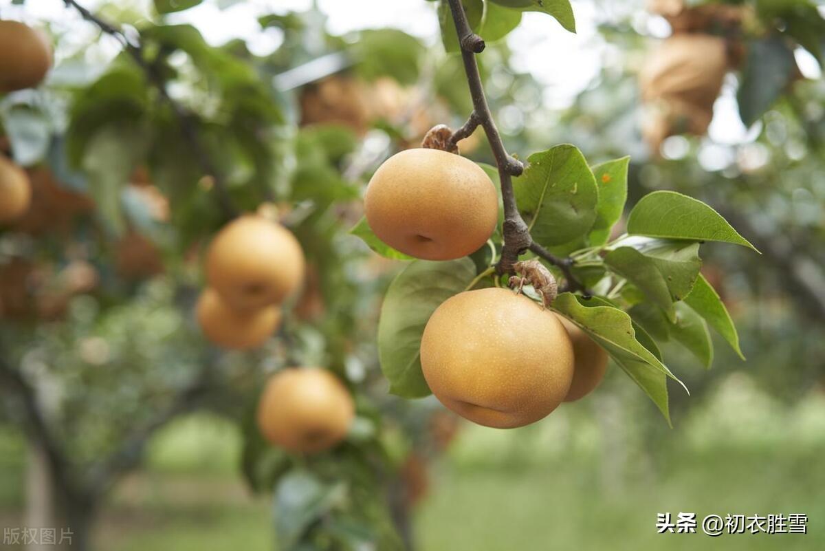 秋梨诗词名句大全（餐冰咽雪食如饴，八月秋风采摘时）