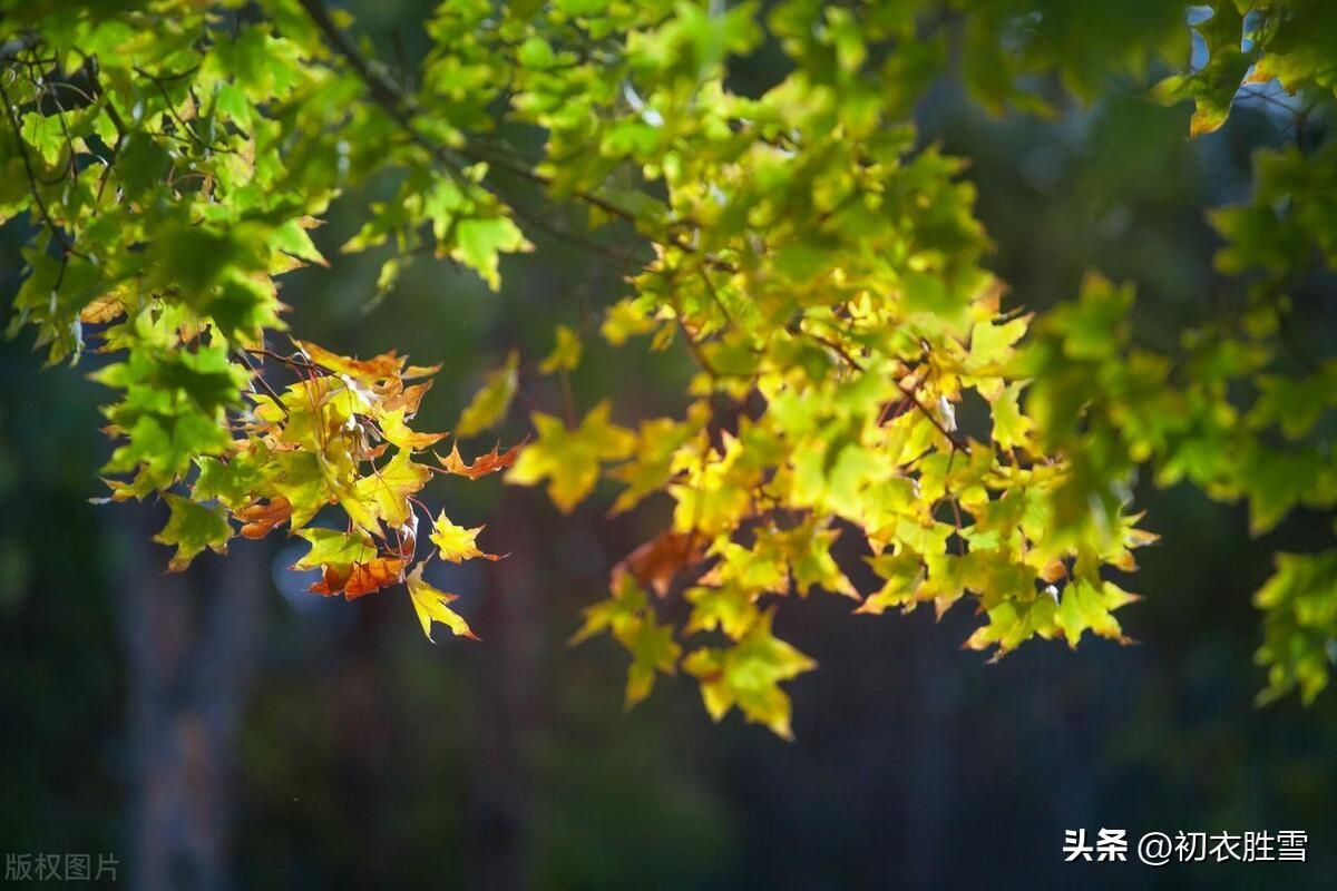 三伏熏蒸四大愁，且对西风贺立秋（立秋古诗五首赏析）