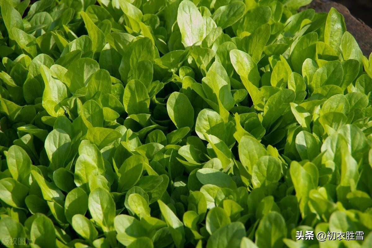 中元节美诗五首赏析（一年最好中元节，正是初凉未冷时）