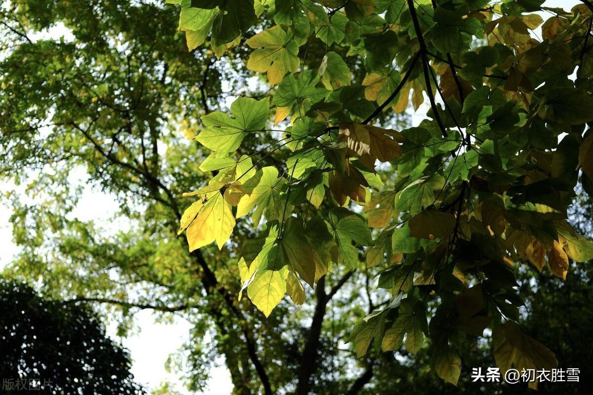 立秋节气五首古诗（谈谈一叶知秋，梧桐报秋的典故来源）