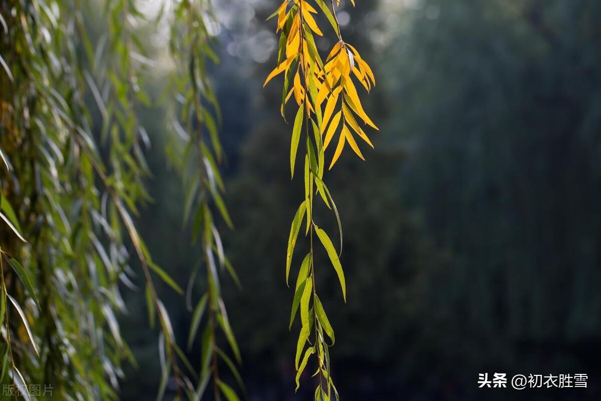 立秋节气五首古诗（谈谈一叶知秋，梧桐报秋的典故来源）