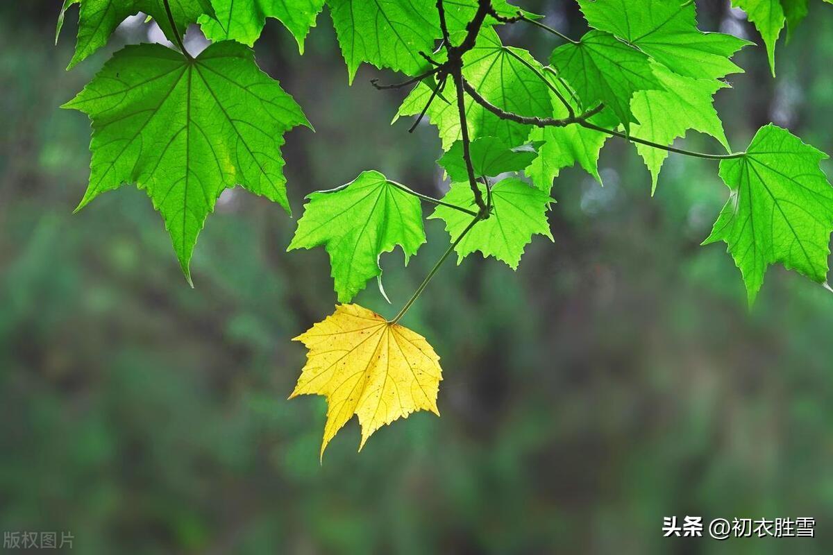 立秋节气五首古诗（谈谈一叶知秋，梧桐报秋的典故来源）