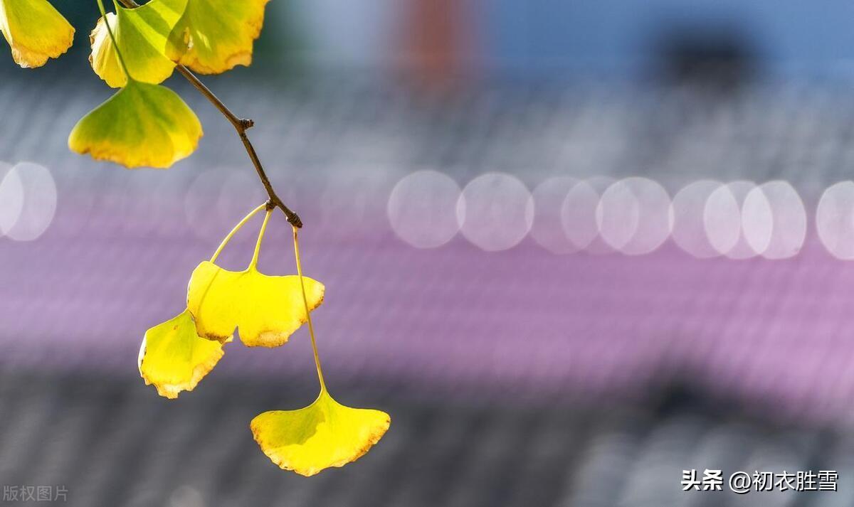 立秋节气五首古诗（谈谈一叶知秋，梧桐报秋的典故来源）