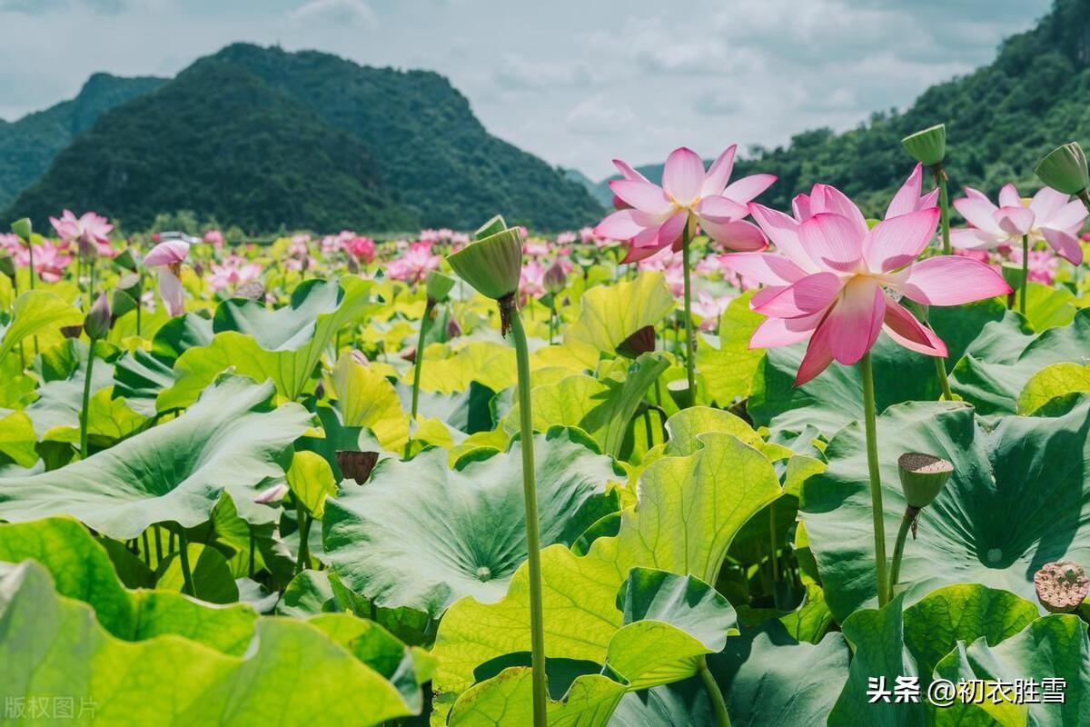 ​立秋节气古诗五首鉴赏（苦热恨无行脚处，微凉喜到立秋时）