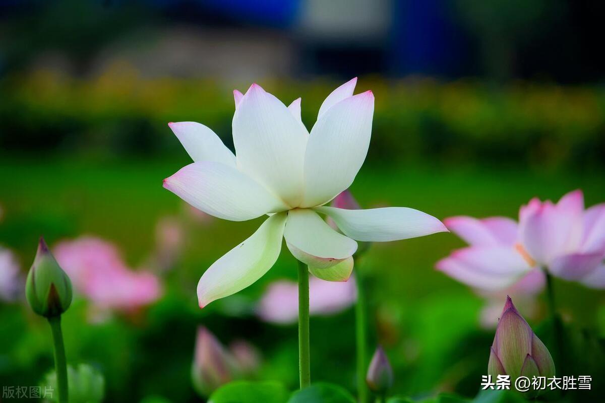 荷花优美古诗六首（荷花六郎，荷花君子）