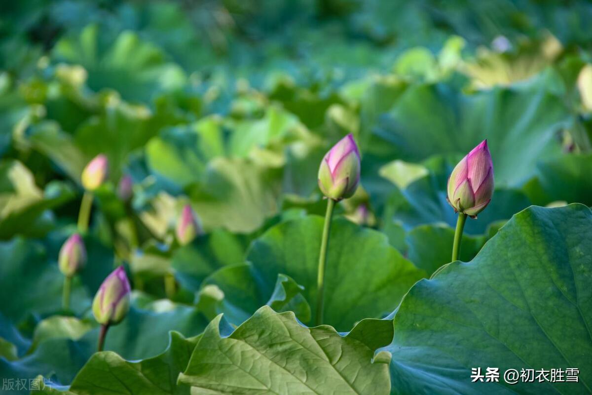 荷花优美古诗六首（荷花六郎，荷花君子）