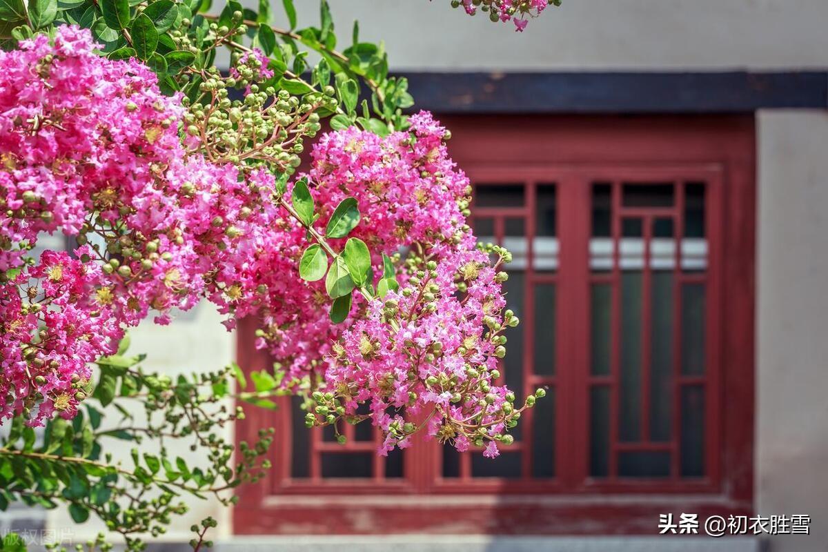 夏花紫薇古诗六首精选（我非紫薇郎，爱种紫薇花）