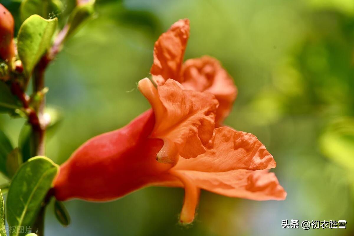 端午之花石榴花诗词五首（榴花看结子，叶叶在孙枝）