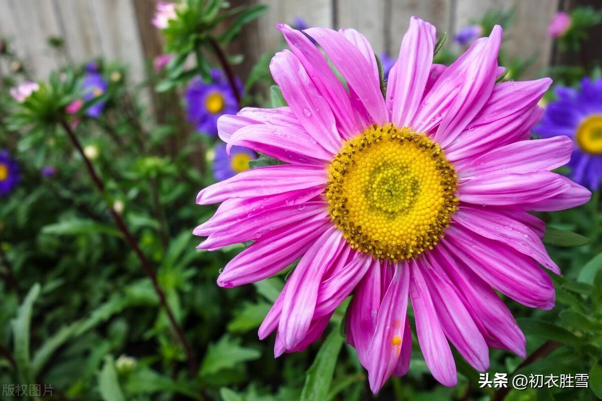 夏花五月菊古诗六首精选（金钱带露粲云光，九夏开时分外香）