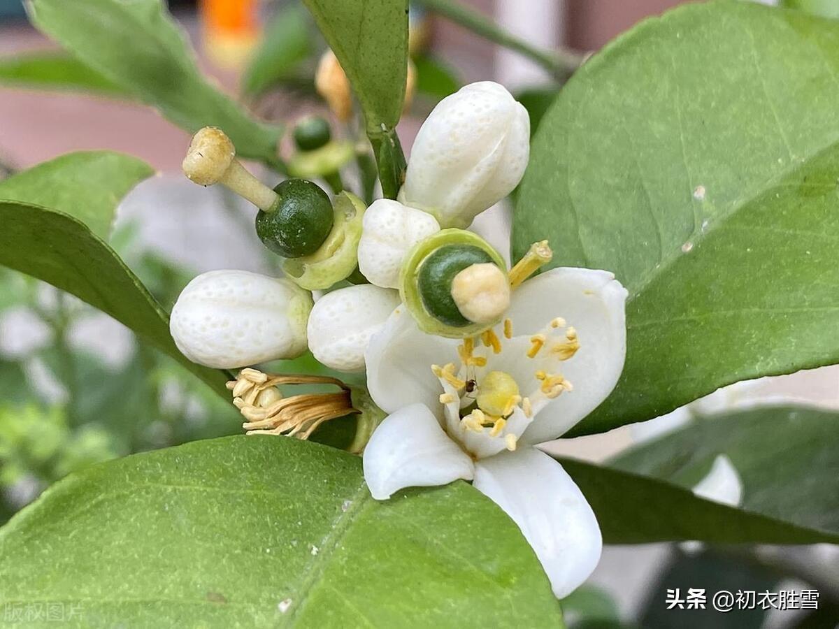 夏花橘花诗词五首赏析（帘卷薰风夏日长，幽庭脉脉橘花香）