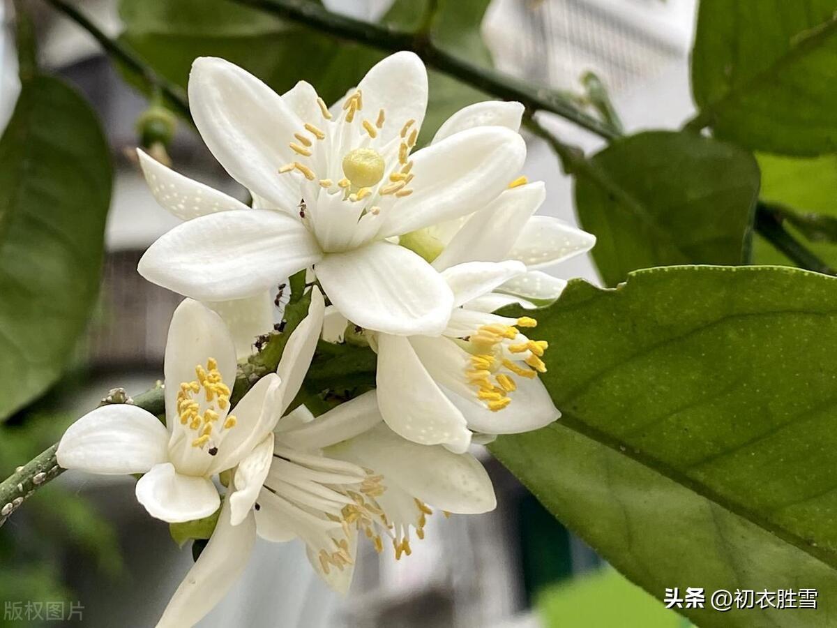 夏花橘花诗词五首赏析（帘卷薰风夏日长，幽庭脉脉橘花香）