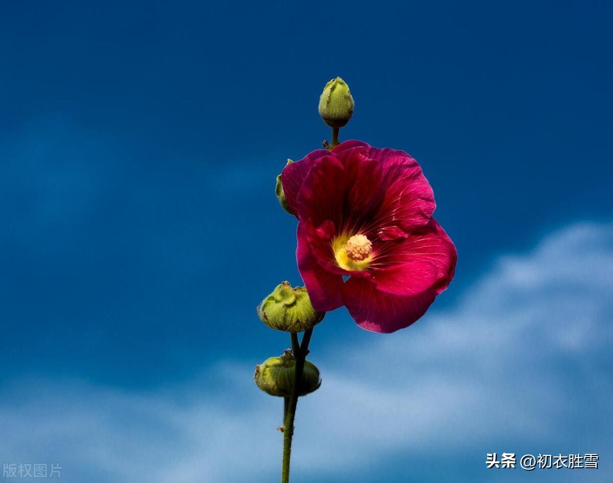 初夏葵花古诗五首赏析（花开能向日，看时日几回）