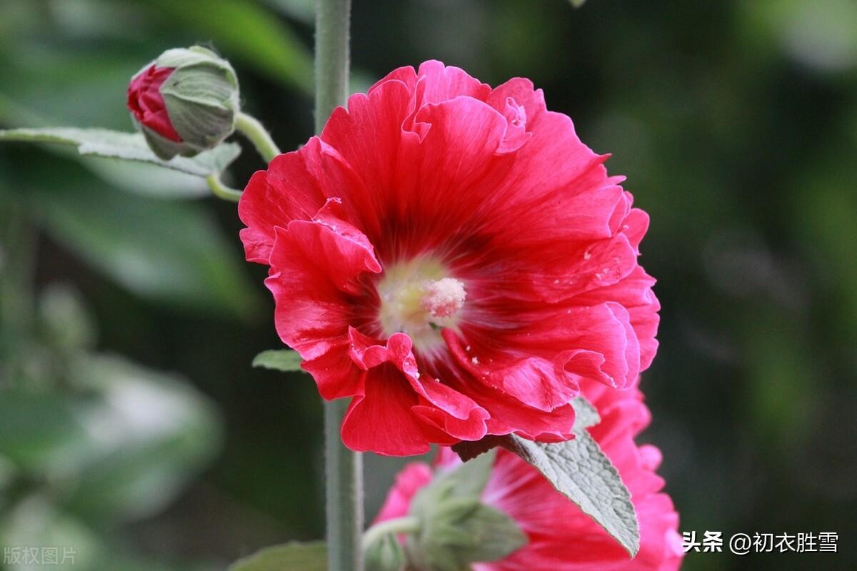 初夏葵花古诗五首赏析（花开能向日，看时日几回）