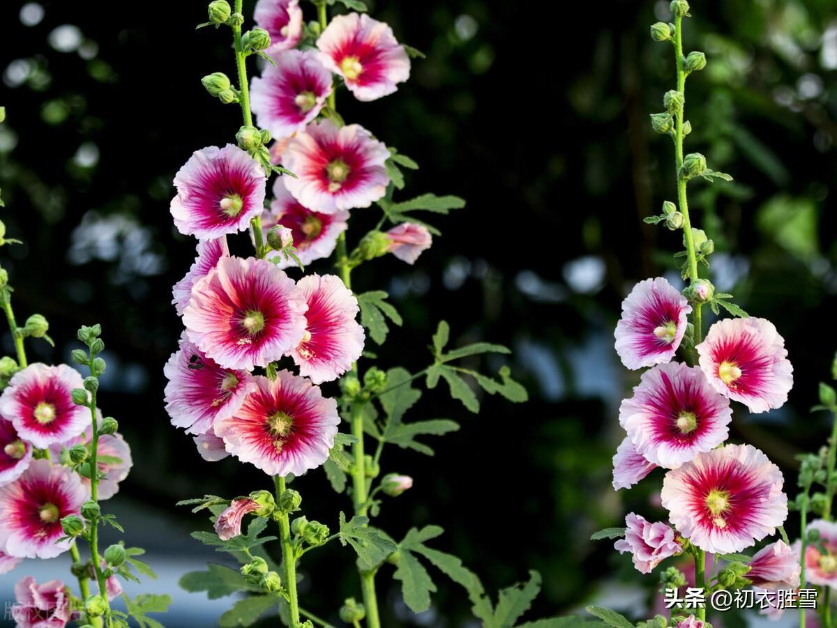 初夏葵花古诗五首赏析（花开能向日，看时日几回）