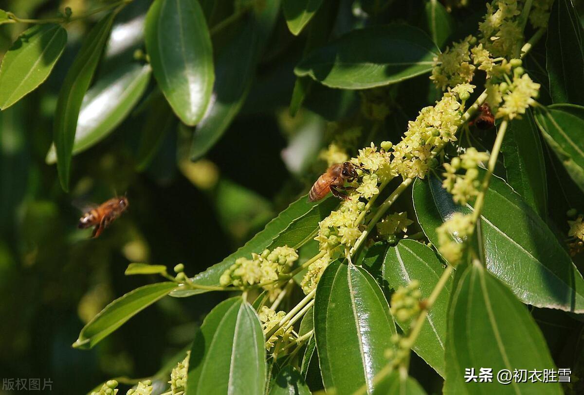 早夏枣花六首优美诗词（枣花绿遍沈香驿，一帘微雨枣花香）