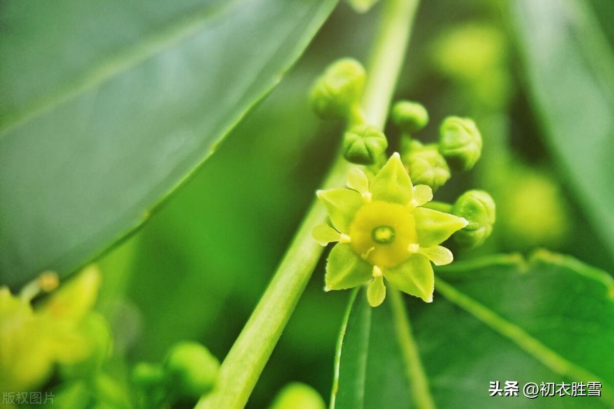 早夏枣花六首优美诗词（枣花绿遍沈香驿，一帘微雨枣花香）