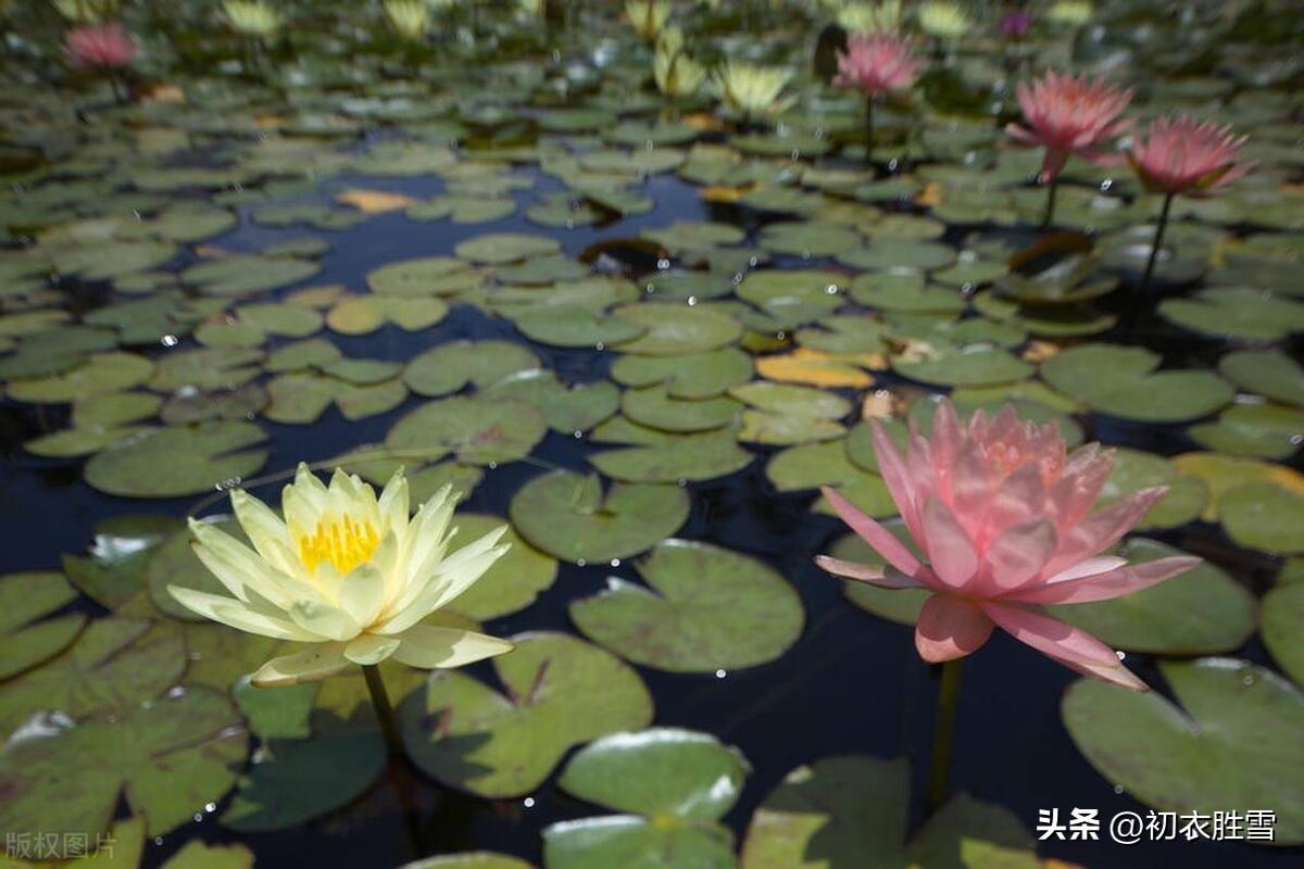 睡莲古诗四首推荐（此花不与凡花同，昼夜开合吹香风）