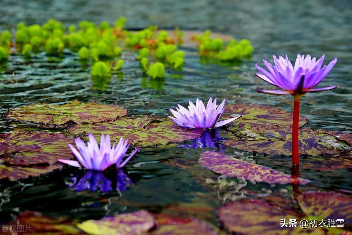 睡莲古诗四首推荐（此花不与凡花同，昼夜开合吹香风）