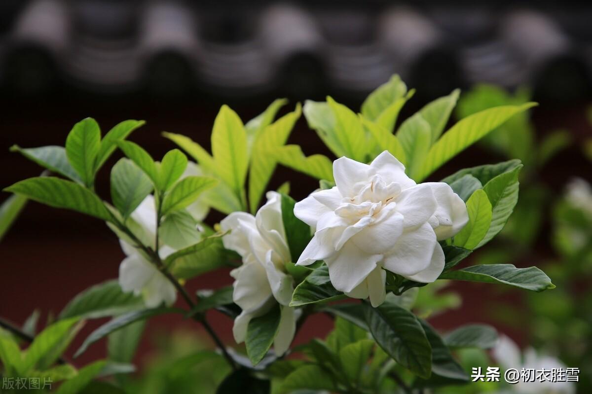 夏花栀子六首优美古诗（五月六花开白雪，栀子同心好赠人）