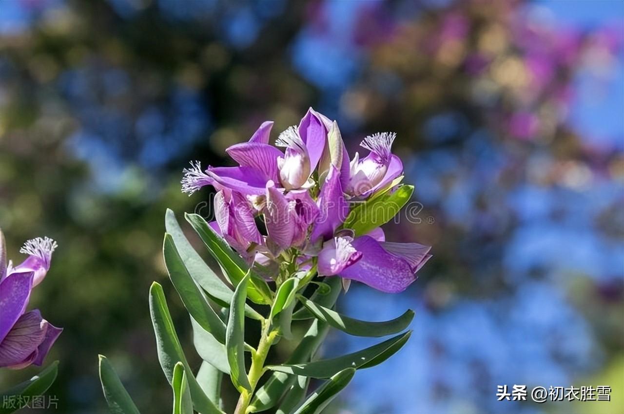 迎接夏天古诗五首（却从立夏晴多日，策杖闲来看绿阴）