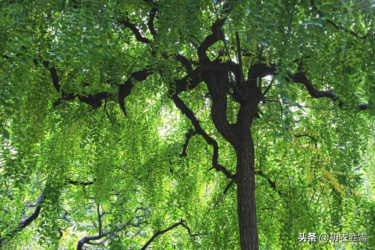 迎接夏天古诗五首（却从立夏晴多日，策杖闲来看绿阴）