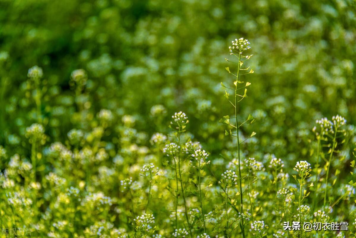 晚春荠菜花古诗五首（白雪漫山荠菜花，无限春风野荠花）