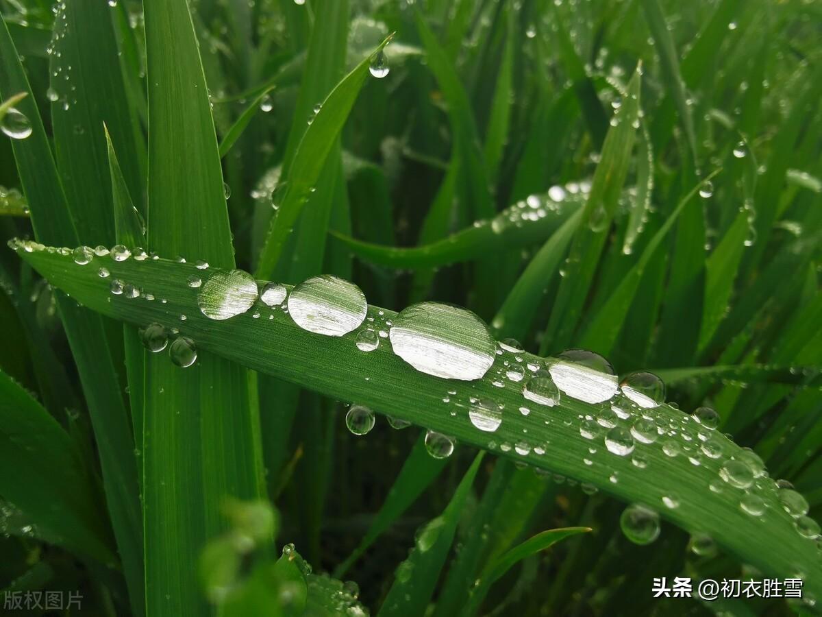 谷雨节气七首古诗词（谷雨催耕水拍田，东皋谷雨满春田）