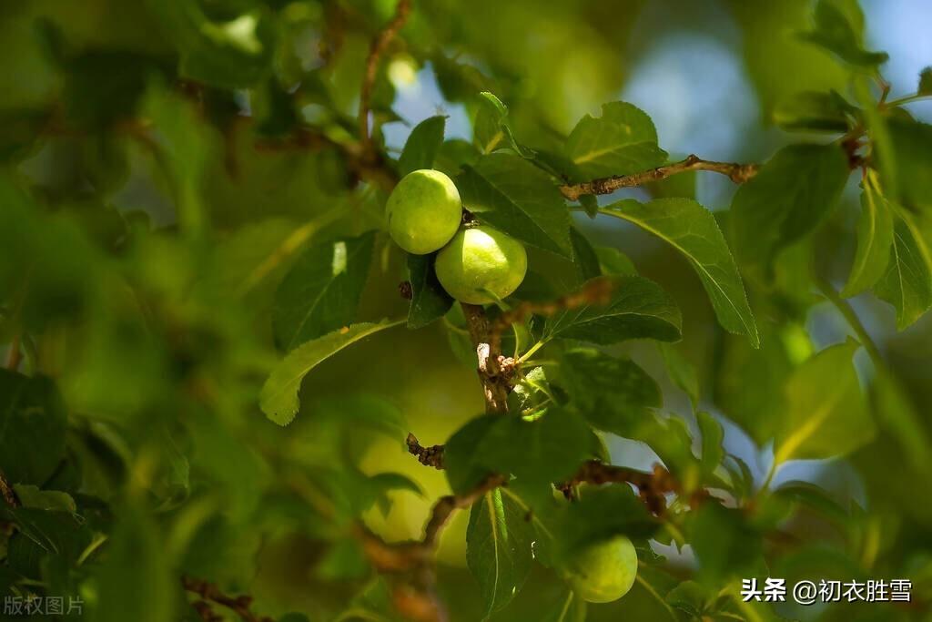 晚春青梅古诗五首（青青梅子故园春，试看青梅大几分）