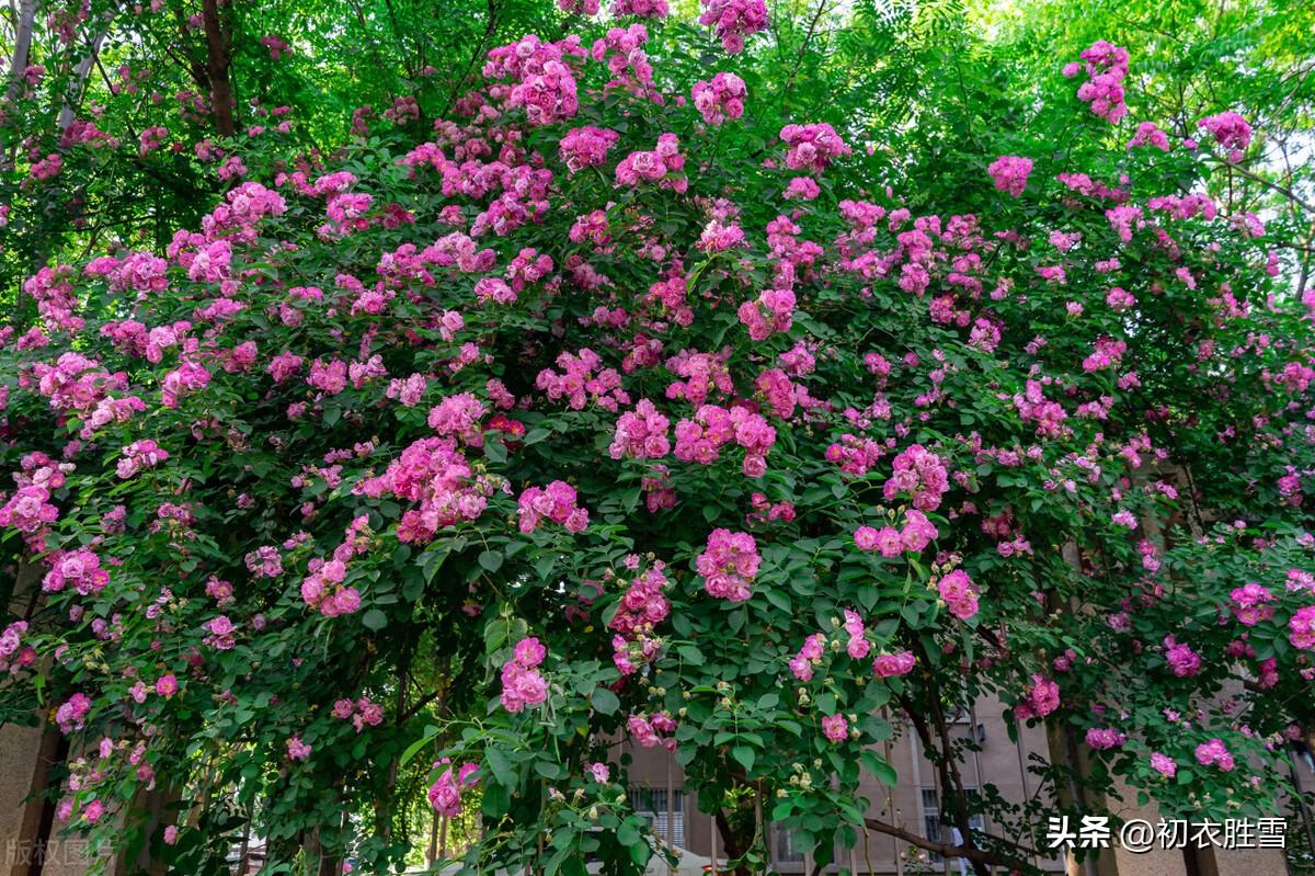 晚春蔷薇花五首优美古诗（蔷薇性野难拘束，却过邻家屋上红）