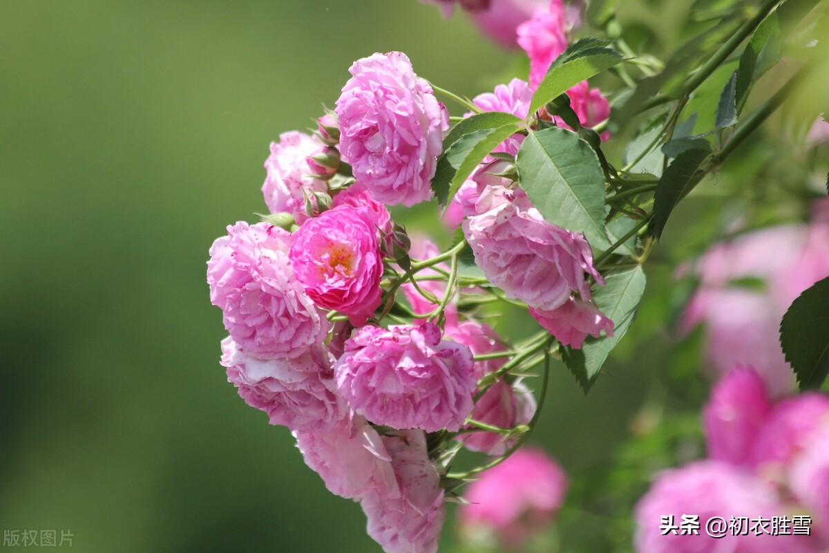 晚春蔷薇花五首优美古诗（蔷薇性野难拘束，却过邻家屋上红）