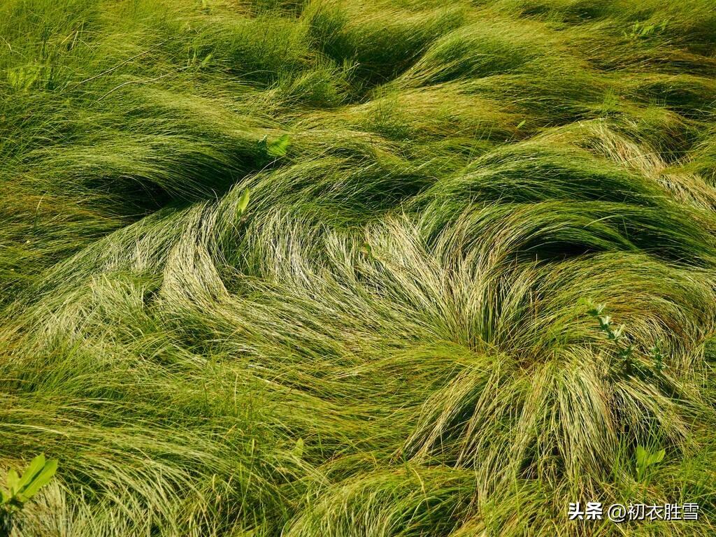 坚韧小草五首优美古诗（小草有远志，春风吹又生）