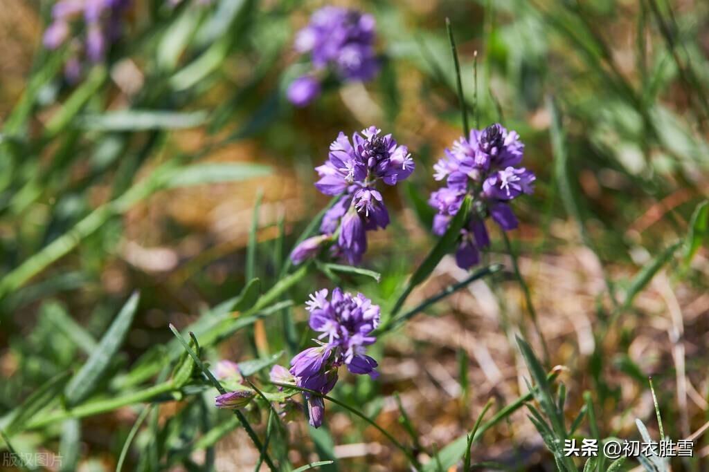 坚韧小草五首优美古诗（小草有远志，春风吹又生）