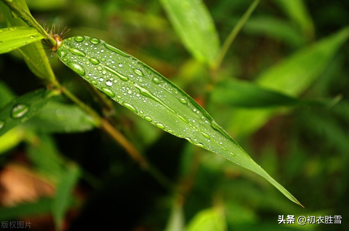 竹叶春酒古诗九首（三春竹叶酒，共醉杨花春）