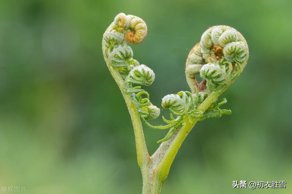 春蕨古诗六首精选（晓雨旋添山蕨菜，中林春雨蕨芽肥）