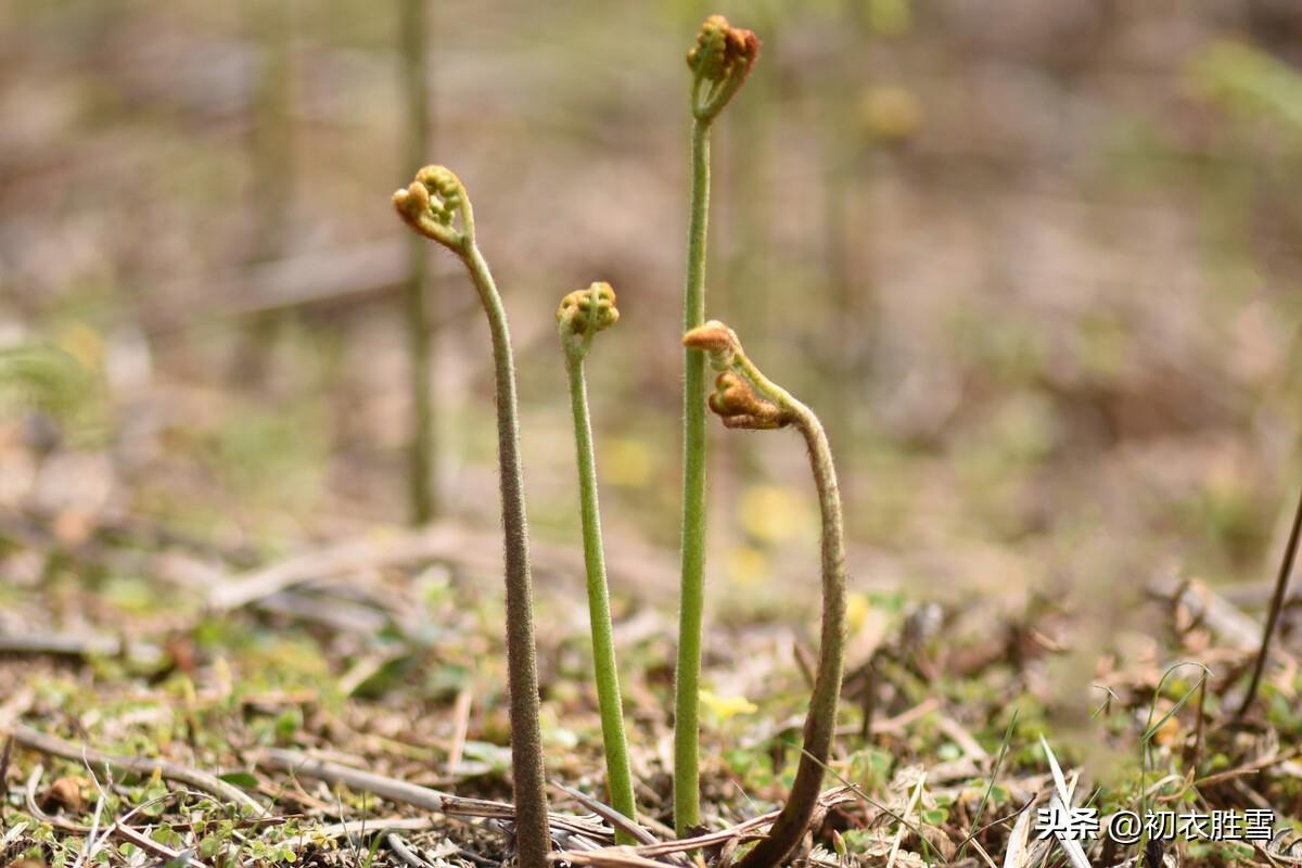 春蕨古诗六首精选（晓雨旋添山蕨菜，中林春雨蕨芽肥）