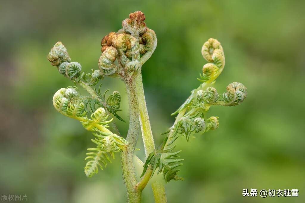 春蕨古诗六首精选（晓雨旋添山蕨菜，中林春雨蕨芽肥）