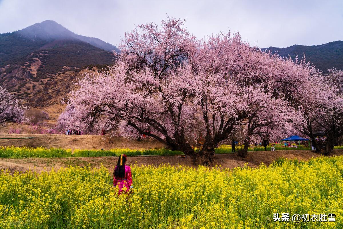 明丽春分五首经典古诗（芳原不觉已春分，桃花红一村）