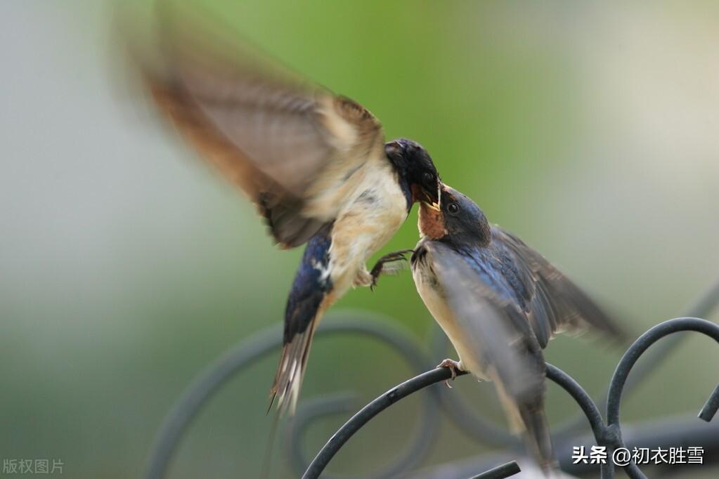 春燕九首优美古诗（双燕今朝至，如道故乡春）