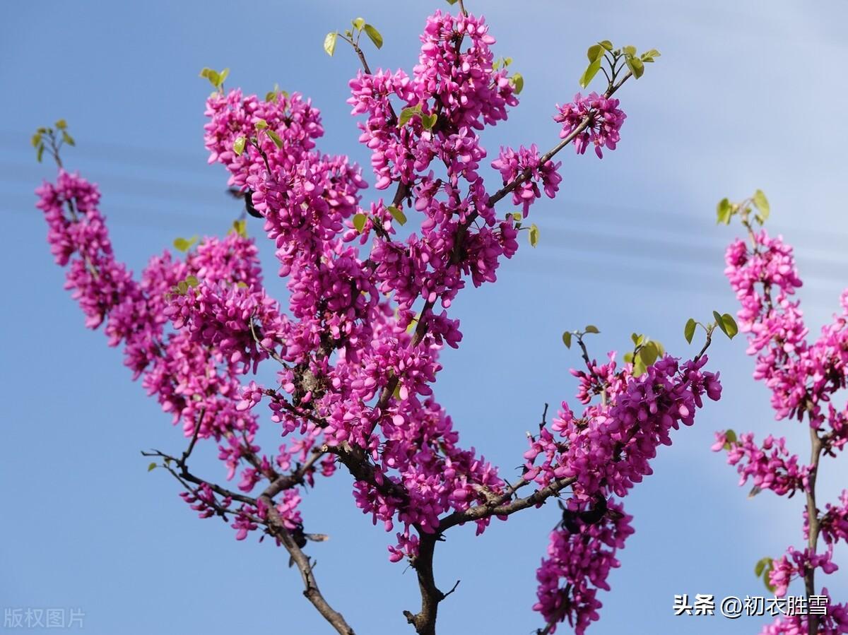 紫荆古诗七首赏析（紫荆树树花如锦，方信春风无浅深）