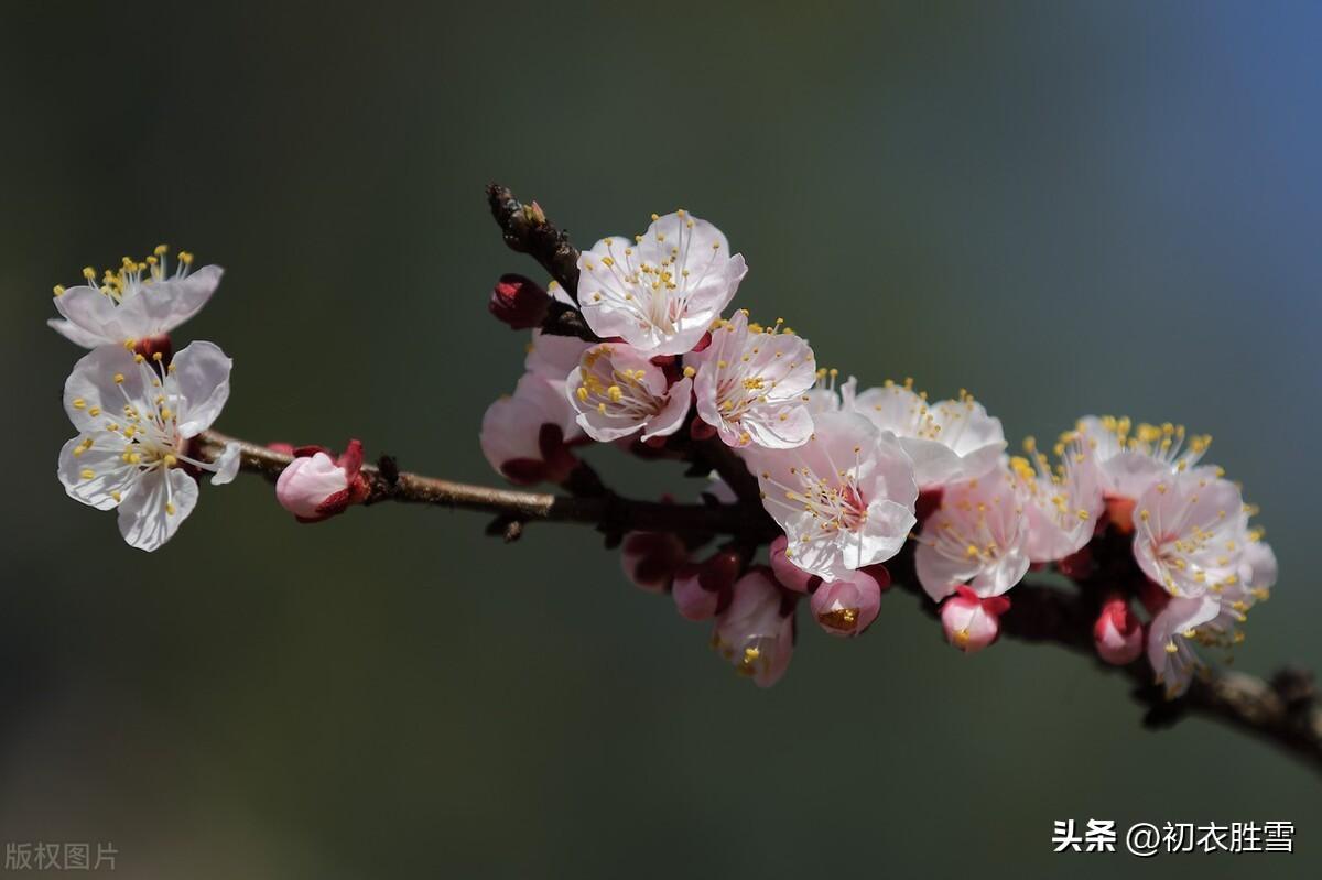 大气杏花七首古诗（原陵五树杏，映日杏花明）