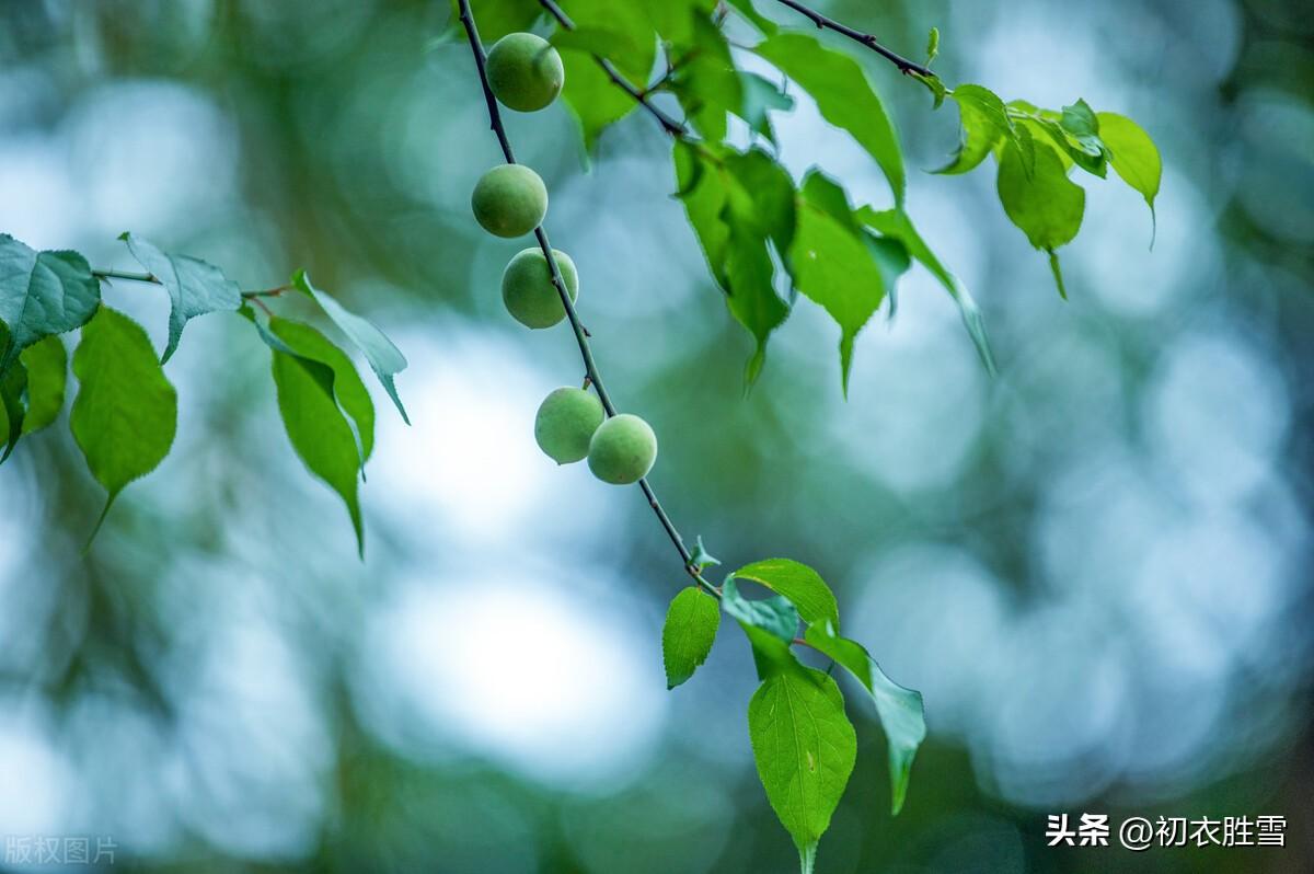 二月春半诗词六首（春半花如海，桃花寂寞开）