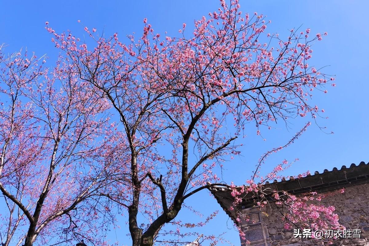 二月春半诗词六首（春半花如海，桃花寂寞开）